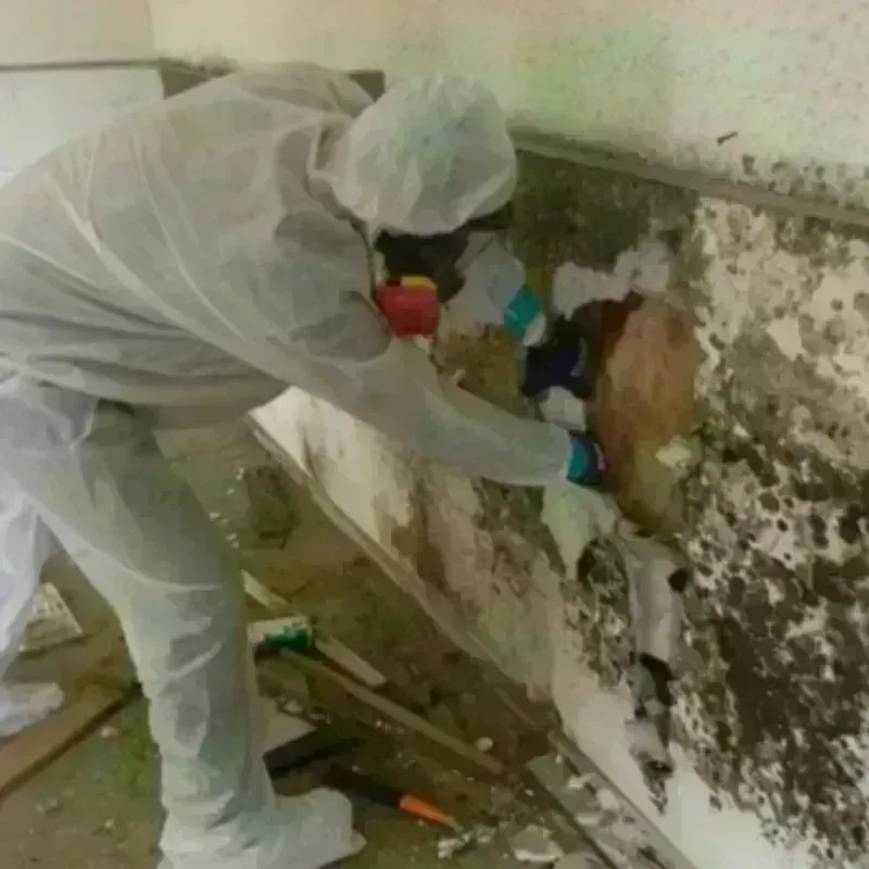 Mold Remediation and Removal in Hardin County, IA